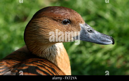 Mature Fulvous whistling duck (Dendrocygna bicolor) -  Native to Tropical South America, Caribbean, East Africa and India Stock Photo