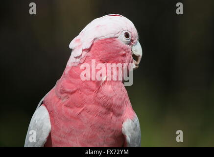 Australian Rose breasted Cockatoo or Galah Cockatoo (Eolophus roseicapilla) Stock Photo