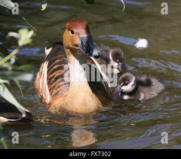 Mature female Fulvous whistling duck (Dendrocygna bicolor)  swimming with two of her fluffy baby ducklings Stock Photo