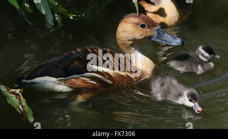 Mature Fulvous whistling duck (Dendrocygna bicolor)  swimming with two of her fluffy baby ducklings Stock Photo