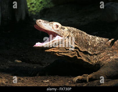 Closeup of the head of a Komodo dragon (Varanus komodoensis), cavernous mouth wide open Stock Photo