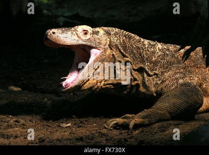 Close-up of the head of a Komodo dragon (Varanus komodoensis), cavernous mouth wide open Stock Photo