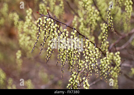 Stachyurus praecox flowers in early Spring. Stock Photo