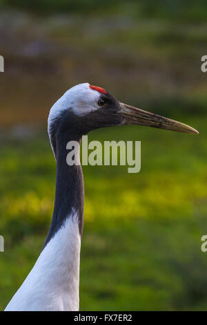 Red Crowned Crane at Slimbridge Stock Photo