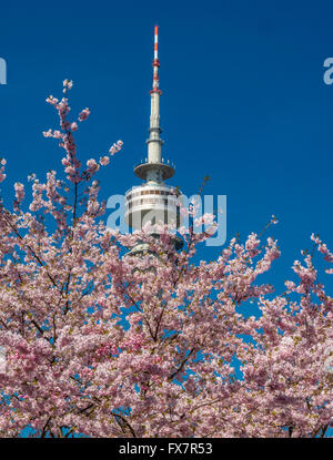 Flowering cherry trees in the Olympic Park in Munich, Bavaria, Germany, Europe Stock Photo