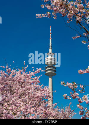 Flowering cherry trees in the Olympic Park in Munich, Bavaria, Germany, Europe Stock Photo