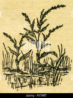 Water pepper - Persicaria hydropiper - an illustration from the book 'In the wake of Robinson Crusoe', Moscow, USSR, 1946 Stock Photo