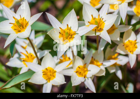 Turkestan tulip (Tulipa turkestanica) Stock Photo