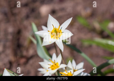 Turkestan tulip (Tulipa turkestanica) Stock Photo