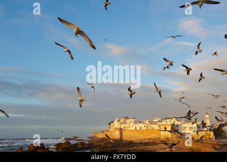 Morocco, Medina, Essaouira, Atlantic coast Stock Photo