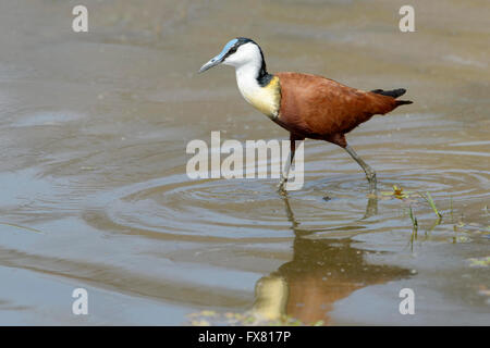 African Jacana (Actophilornis africana) walking in water, Kruger National Park, Mpumalanga, South Africa. Stock Photo