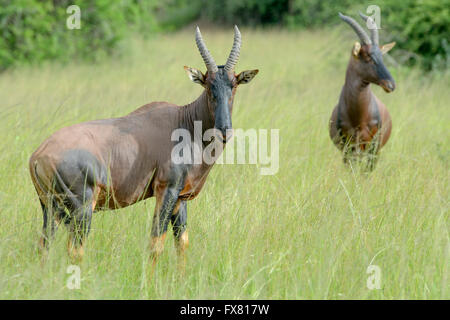 Two Topi (Damaliscus lunatus jimela) standing on savanna, looking at camera, Akagera National Park, Rwanda Stock Photo