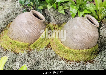Dipper coconut shell and clay pot with green moss on wooden Stock Photo