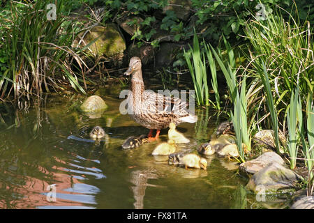 mallard mother with her ducklings at the edge of a pond Stock Photo