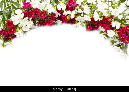 Carnation (Dianthus chinensis) flowers closeup, white and red isolated on white Stock Photo