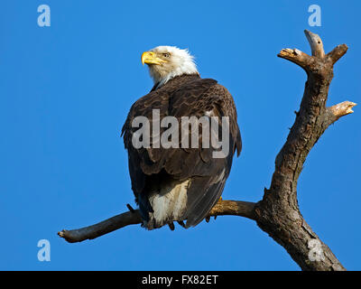 Bald Eagle sitting on a dead tree branch Stock Photo