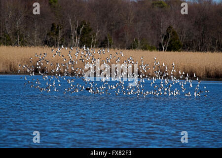 Flock of Dunlin Stock Photo