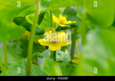 Marsh-marigold (Caltha palustris). Flowers amongst foliage of yellow plant in the buttercup family (Ranunculaceae), aka kingcup Stock Photo
