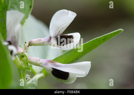 Broad bean (Vicia faba) flowers. Flowers on the ancient vegetable also known as fava, faba, field or bell bean Stock Photo
