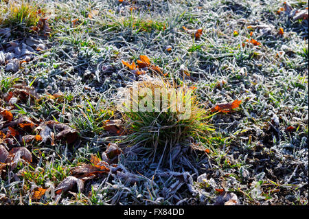 cluster of fresh grass on frozen grassland at the spring sunny morning Stock Photo