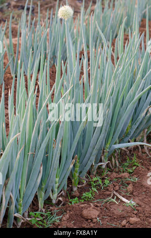 Japanese Bunching Onion field in Thailand Stock Photo