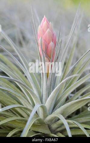 Bromeliad  (Tillandsia) Stock Photo