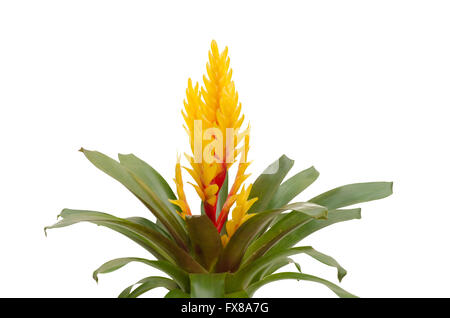 Bromeliad  isolated on white background Stock Photo