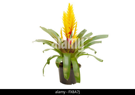 bromeliad in flower pot isolated on white background Stock Photo
