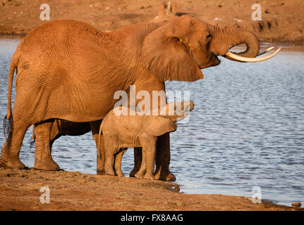 African Elephant Loxodonta africanus mother and calf taking on water in synchrony at a waterhole in Tsavo National Park Kenya Stock Photo