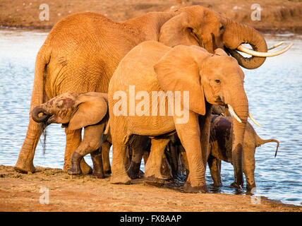 African Elephant Loxodonta africanus family group taking on water at a waterhole in the Tsavo National Park Kenya