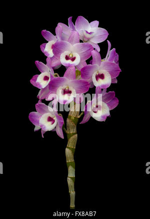 Nobile orchid isolated on black background Stock Photo
