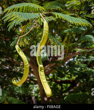 Seed pods and fern like leaves of the flame tree Celonix regia growing on the coast of Zanzibar in Tanzania East africa Stock Photo