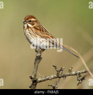 Female Reed Bunting Emberiza schoeniclus on the Somerset levels UK Stock Photo