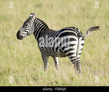 Grant's Zebra Equus quagga boehmi in savanna grasslands of Tsavo National Park in Kenya East Africa Stock Photo
