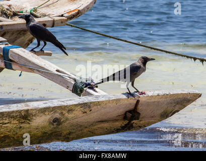 Indian House Crow Corvus splendens on a small Dhow boat in Zanzibar East Africa Stock Photo