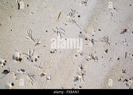 Patterns made by sand worms in a white powder sand beach of eastern Zanzibar off the East African coast Stock Photo