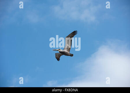 Brown Pelican in flight Stock Photo