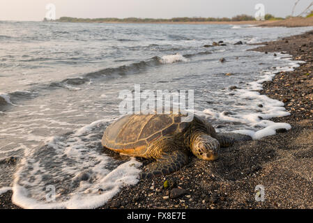 USA, Hawaii, Big Island, Kona, Kaloko-Honokohau National historic park, sea turtle on beach, Stock Photo