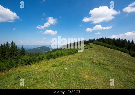 Young and old fir trees in summer forest Stock Photo
