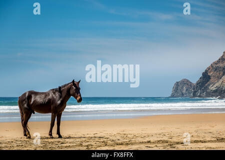 A lone stallion pauses on a remote beach in Baja Mexico. Stock Photo