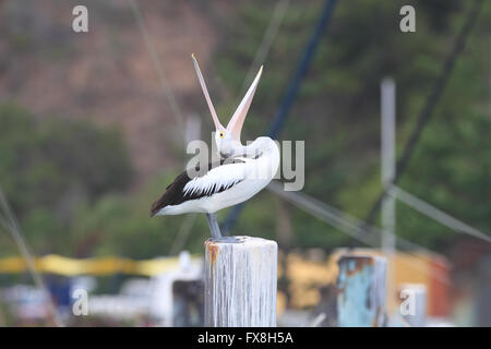 An Australian Pelican - Pelecanus conspicillatus - standing on a mooring pylon with its huge mouth wide open.   Photo CHRIS ISON Stock Photo