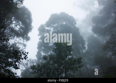 The branches of trees silhouetted against a wintry sky Stock Photo - Alamy