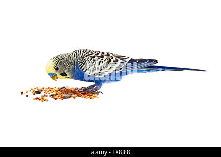 budgie eating on a white background Stock Photo