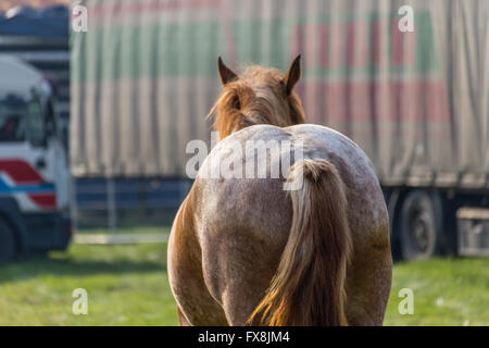 Big brown horse photographed from behind Stock Photo