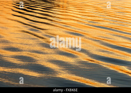 Ripples on water from  Coho ferry leaving Victoria harbor at sunset  -Victoria, British Columbia, Canada. Stock Photo