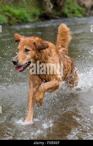 golden retriever running through water Stock Photo