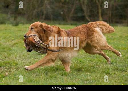 golden retriever retrieving a pheasant Stock Photo