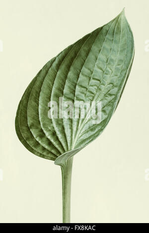 Hosta leaf Stock Photo
