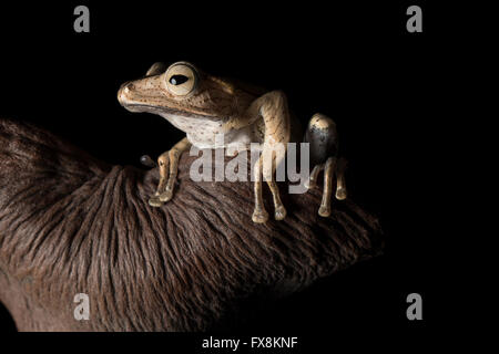 brown frog sitting on heart shaped branch Stock Photo