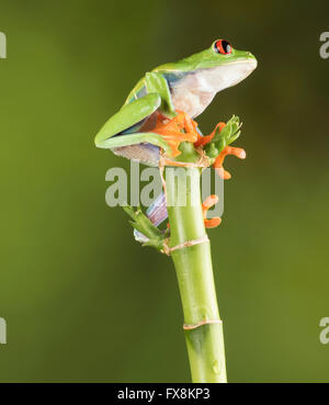 red eyed tree frog sitting on branch Stock Photo